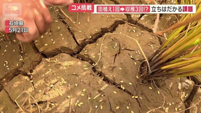 前日にまいた種