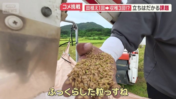 収穫した新米