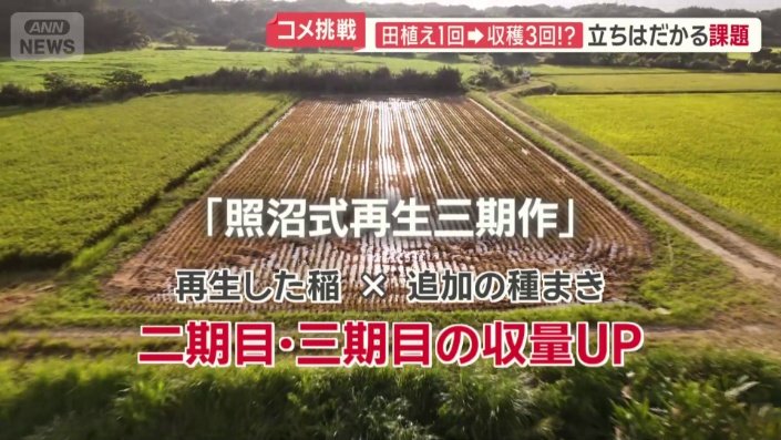 照沼式再生三期作