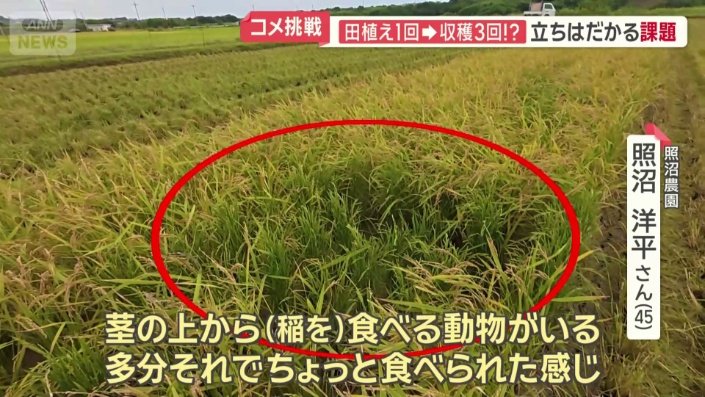 いくつか青いままの稲穂も