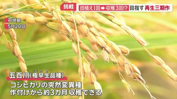 五百川