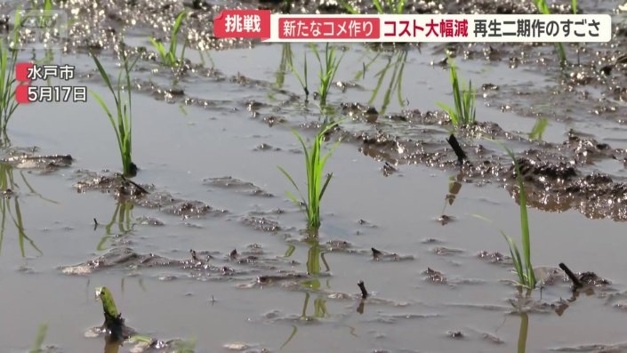 青々とした苗