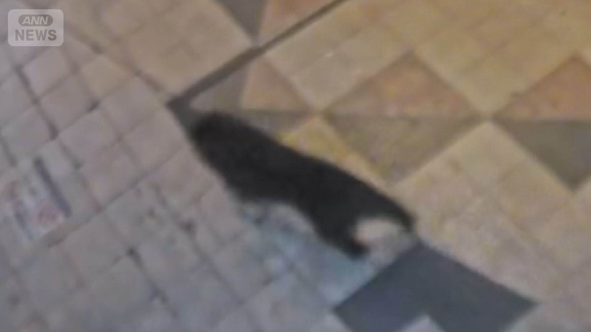 宇都宮中心部でクマ目撃情報相次ぐ　商店街駆け抜ける姿が防犯カメラに
