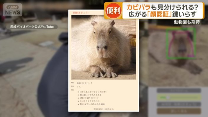 カピバラの顔を判別できるアプリ