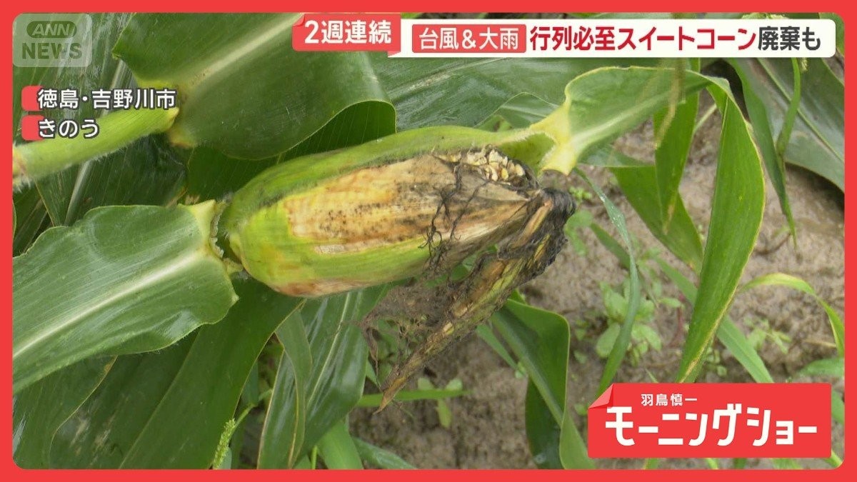 台風6号で農作物に深刻な影響　三重のブランド梅や徳島のスイートコーンが… 農家被害