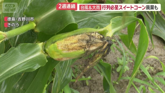この時期しか採れない「甘々娘」