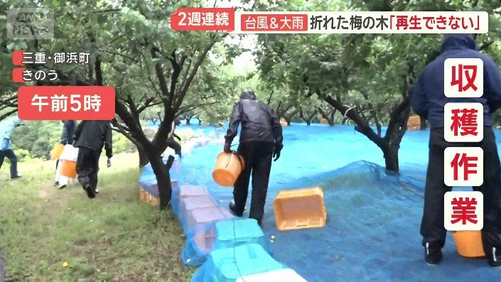 早朝から収穫作業