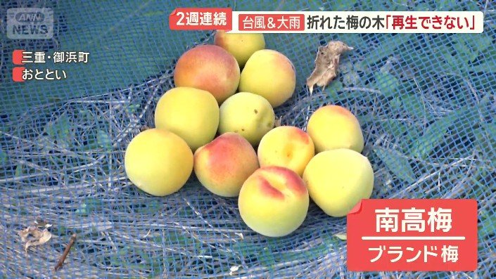ブランド梅「南高梅」
