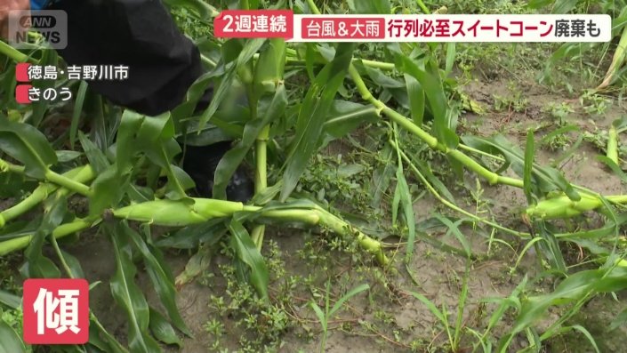 根元から大きく傾き葉先が地面に