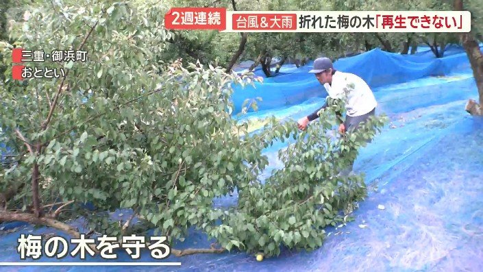 梅の木を守ろうと奔走