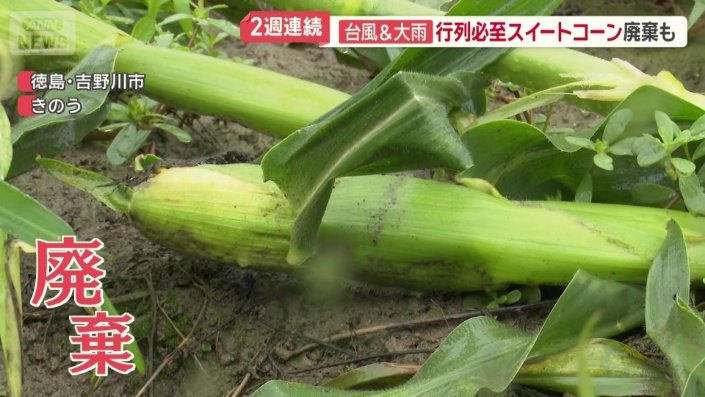 土についたものはすべて廃棄処分