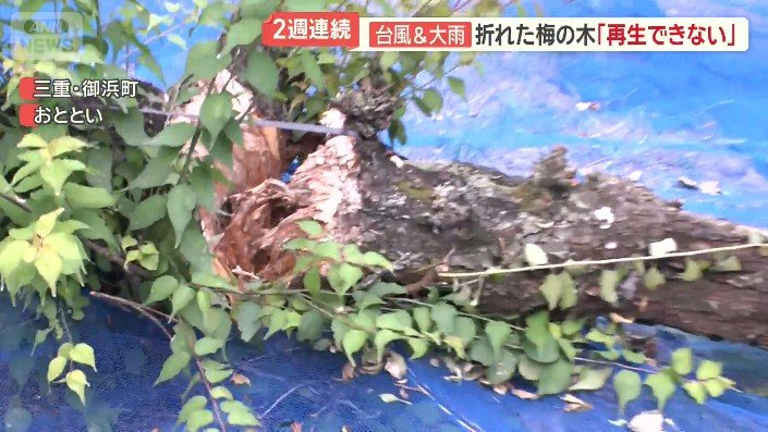 無残に根本から横たわるものも