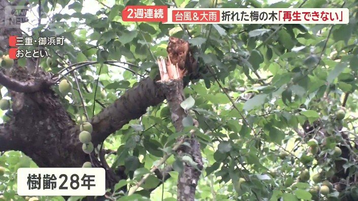 あと10年以上は栽培・収穫する予定も…