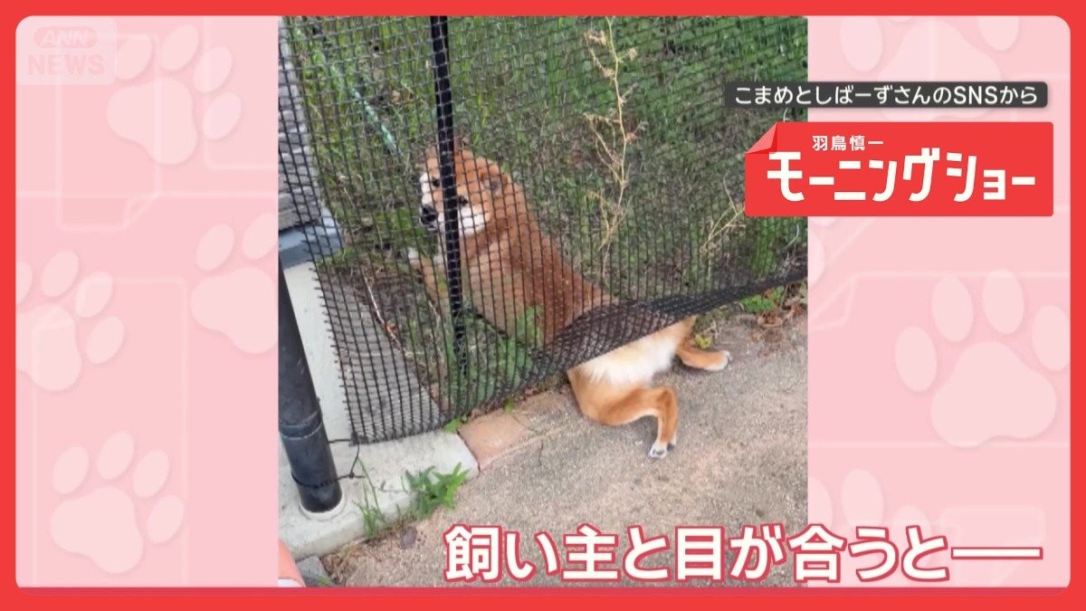 「ごまかすワン」バレなきゃOK…こっそり草をつまみ食いする犬　悪いと思ってる？