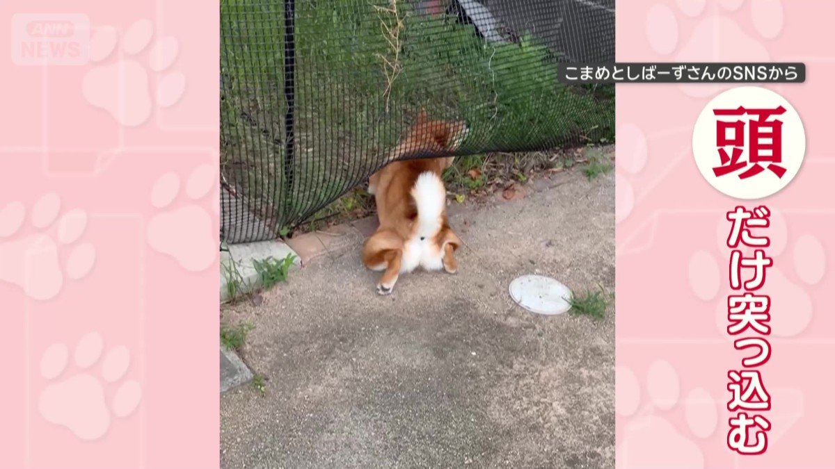 次の日は頭だけ突っ込む