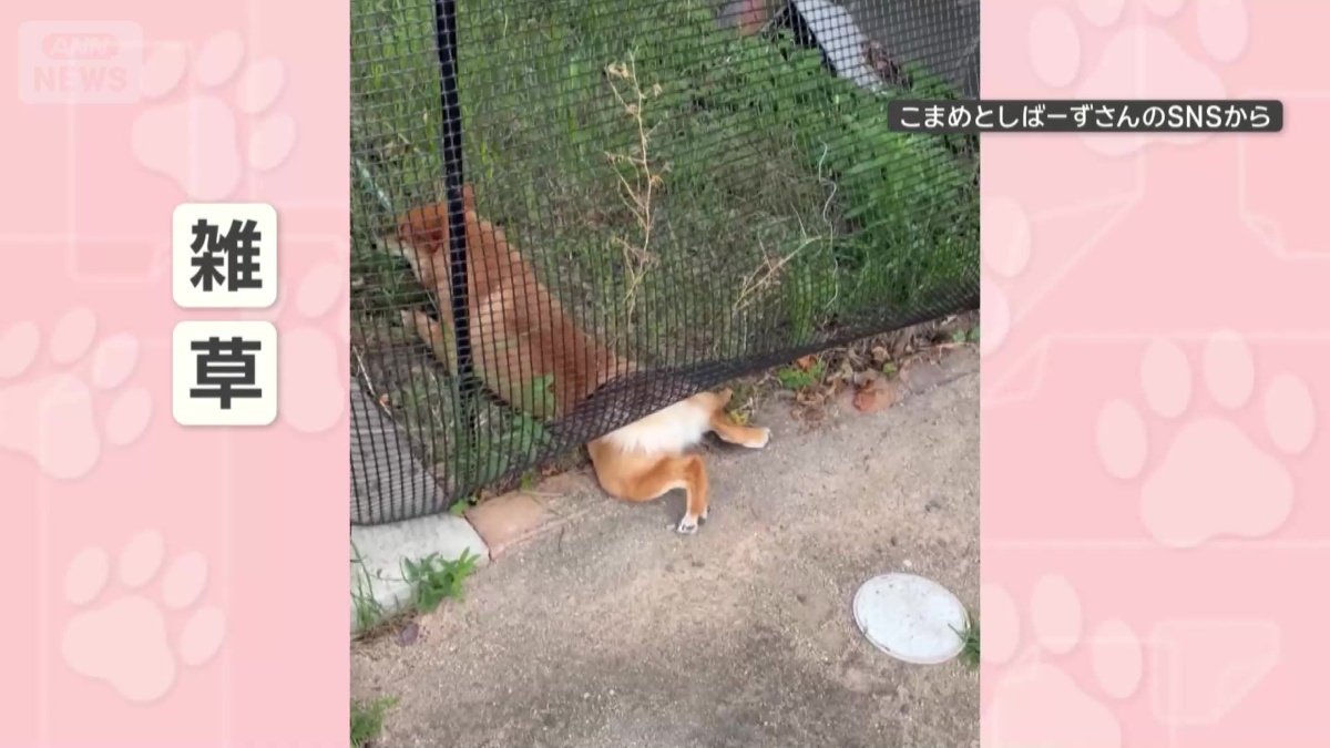 ネットをくぐって雑草を食べる