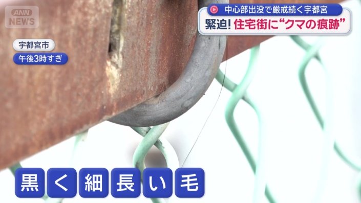 黒く細長い毛
