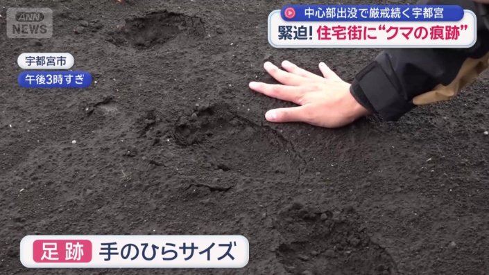 クマの足跡と見られるもの