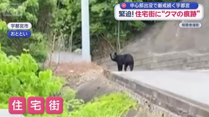 宇都宮市の住宅街にクマ