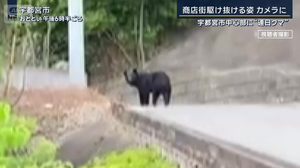 最初に目撃されたクマ