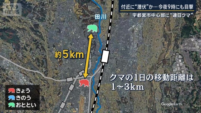 クマの移動距離