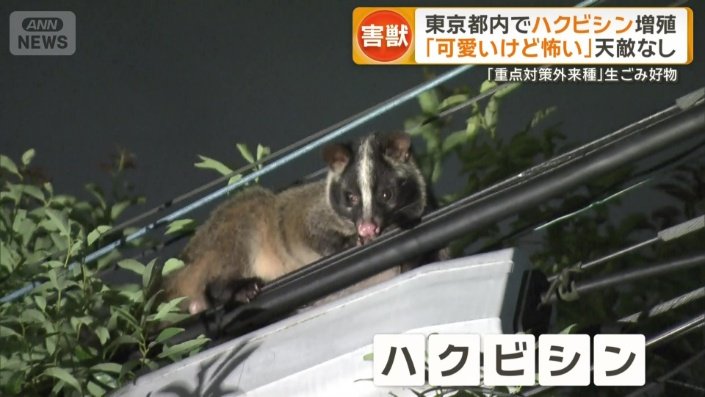 「重点対策外来種」指定のハクビシン