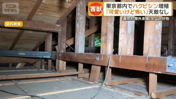 屋根裏に住みつくと同じ場所で排泄