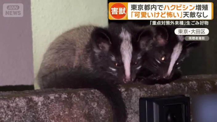 よく見るとハクビシン