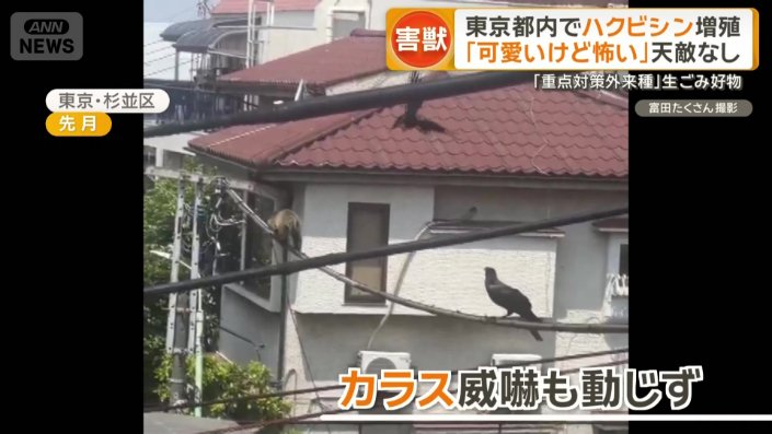 細い電線の上を歩くハクビシン