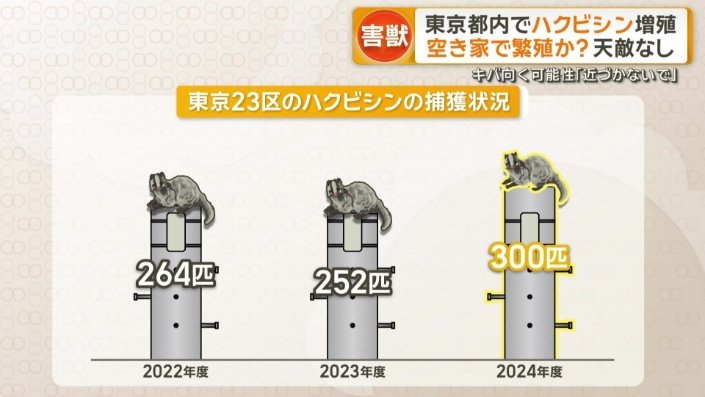 東京23区のハクビシン捕獲状況