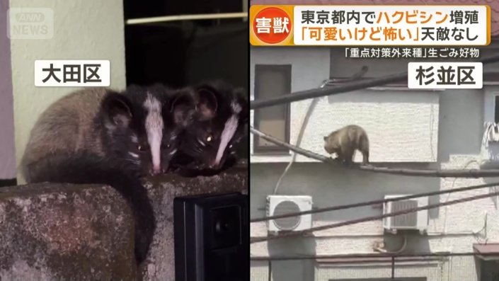 逃げる様子を見せないハクビシン