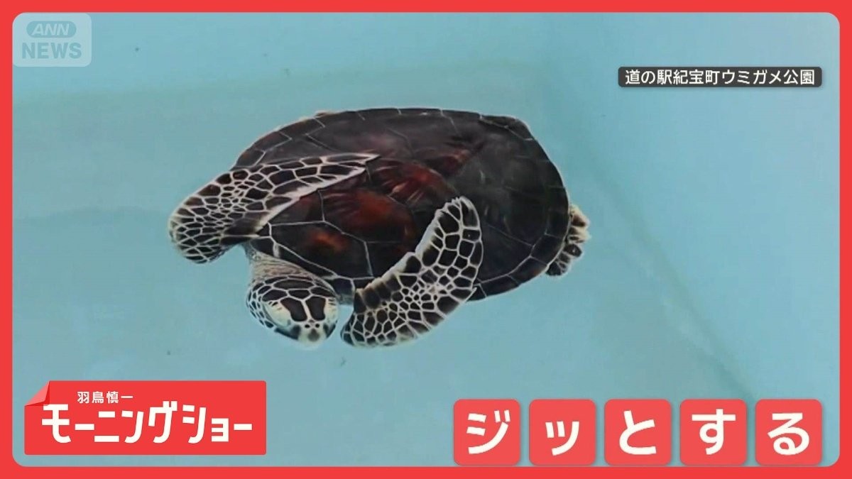 子ガメ忍者　まるで木の葉！　ジッと動かず“独特ポーズ”で漂う子ガメさん　なぜ？
