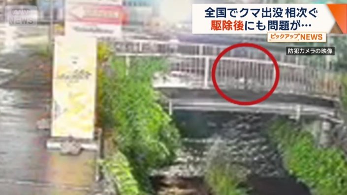 宇都宮市中央卸売市場付近の駐車場をうろつくクマ