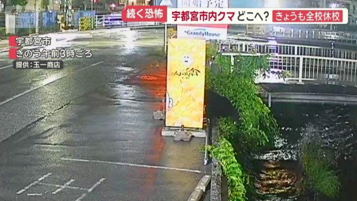 川をのぞき込むクマ