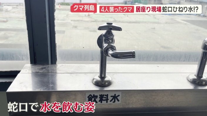 水を飲んでいるクマの姿を目撃
