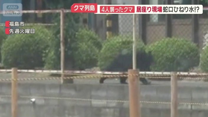 福島市で目撃されたクマ