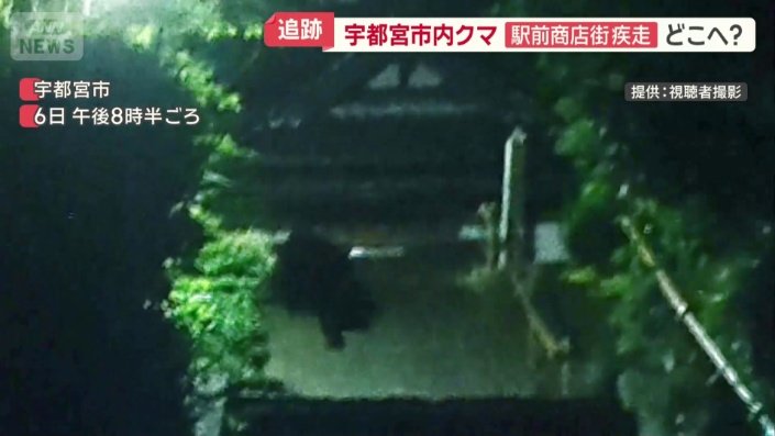 階段を上っていくクマ