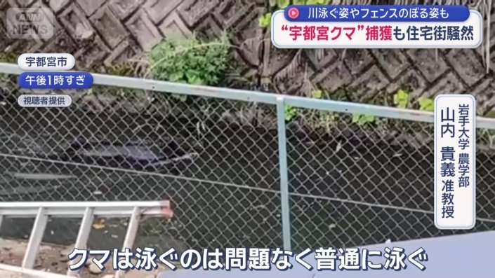 泳ぐクマ