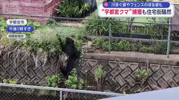 泳いだ後、よじのぼるクマ