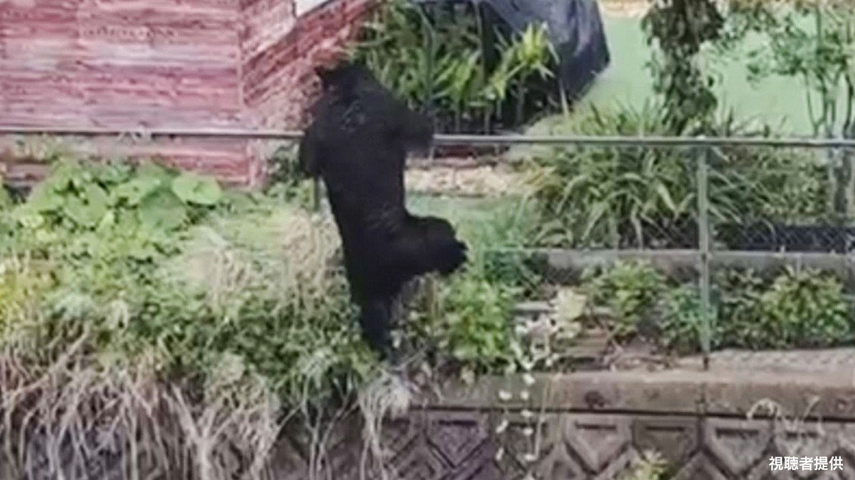 住宅街でクマ捕獲も…“もう1頭”いる可能性　住民の不安続く　宇都宮
