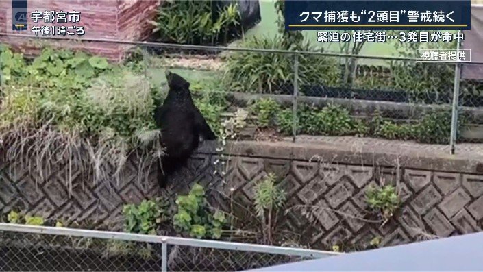 フェンスを乗り越えるクマ