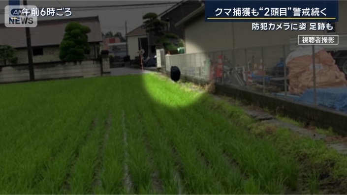 クマ