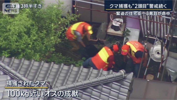 捕獲されたクマ