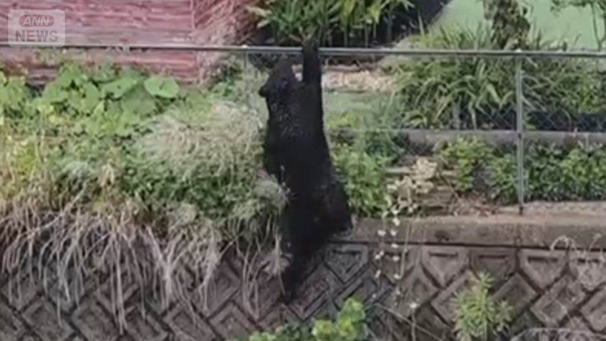 宇都宮のクマ、住宅街で1頭捕獲　市は2頭目の存在を否定せず　厳戒態勢を継続