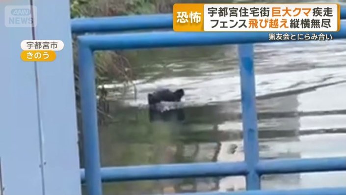 川を悠然と泳ぐクマ