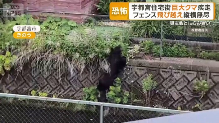 護岸ブロックを上るクマ