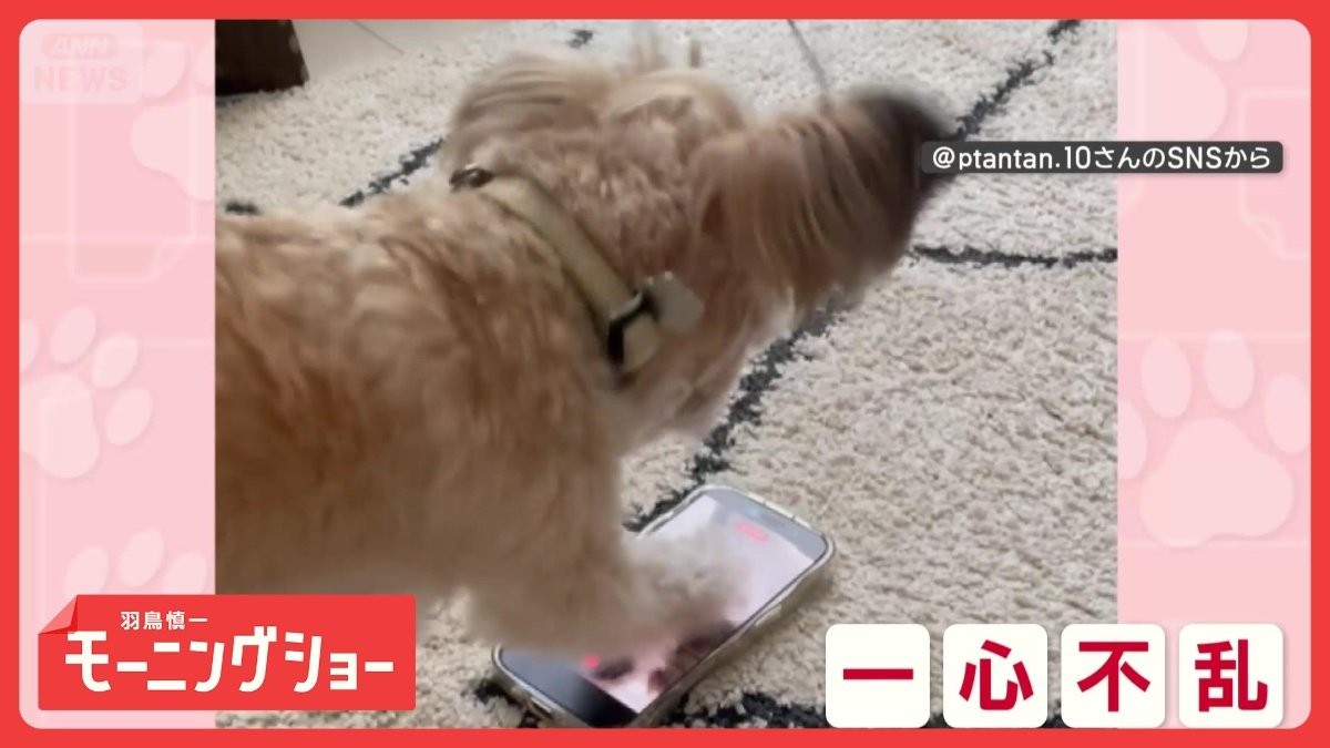 一心不乱にスマホをカリカリするワンちゃん　画面には自分の姿が…　戦ってるの？
