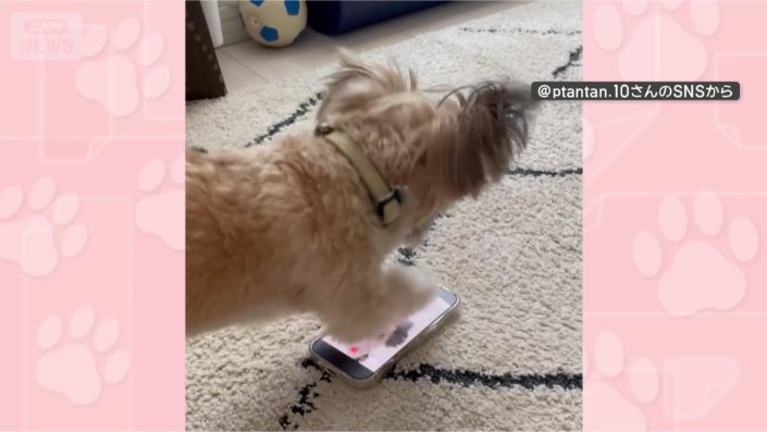 スマホをカリカリ