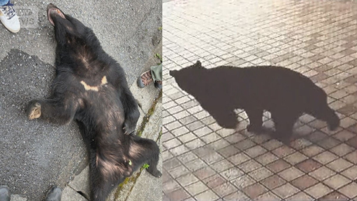 捕獲後も厳戒続く“宇都宮クマ”は1頭？複数頭？徹底検証