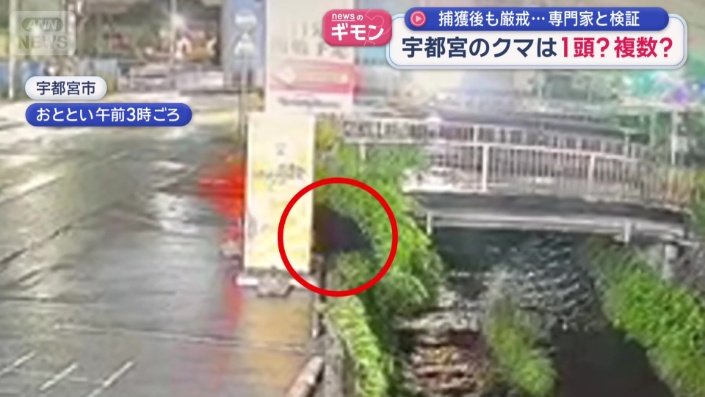 川のほうをのぞくクマ